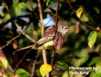 Acadian Flycatcher